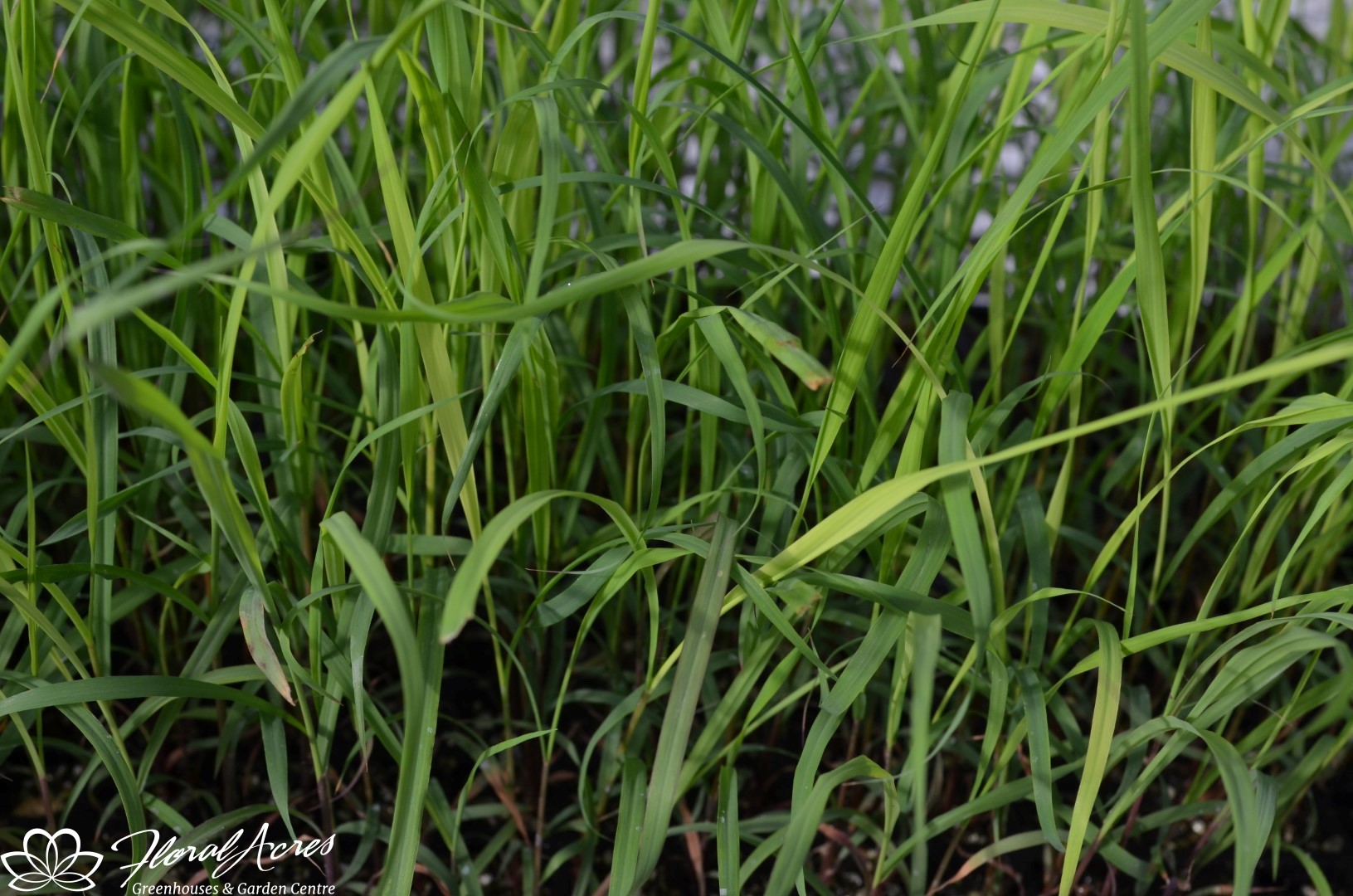 Lemon Grass Floral Acres